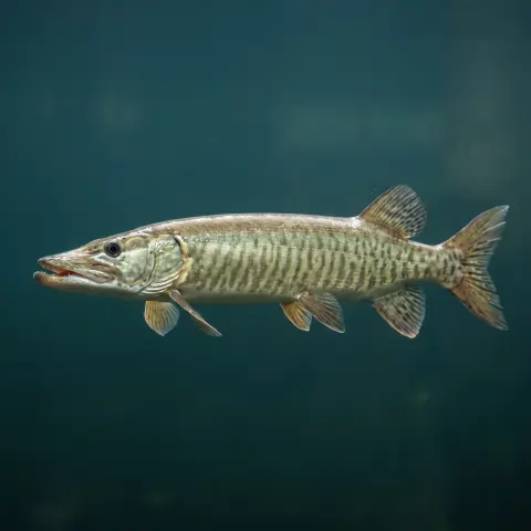 Muskellunge, a long predatory pike-family fish
